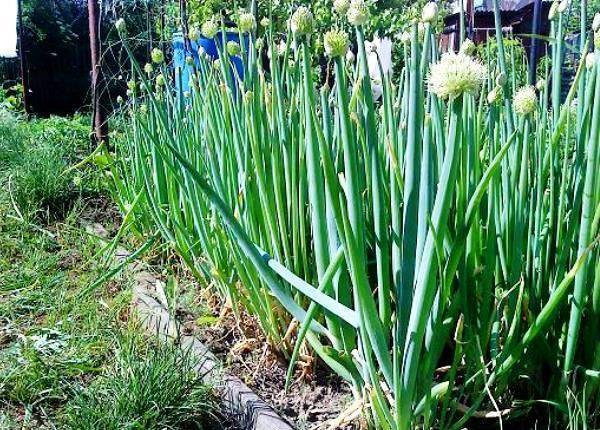 Лук-батун: выращивание из семян, посадка и уход в открытом грунте, фото