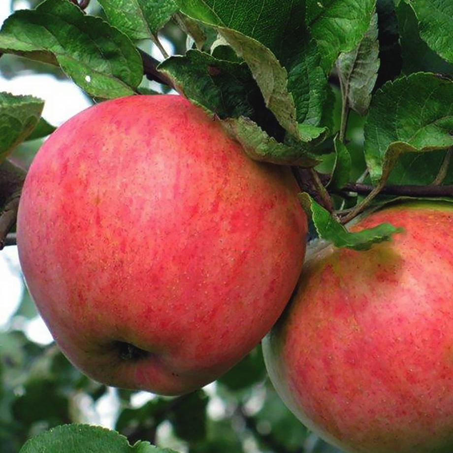 Сорта яблонь для ленинградской области: лучшие ранние сладкие сорта и отзывы о них