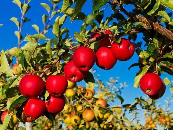 Яблоки фуджи: описание сорта, фото, отзывы, откуда привозят в россию, польза, калорийность