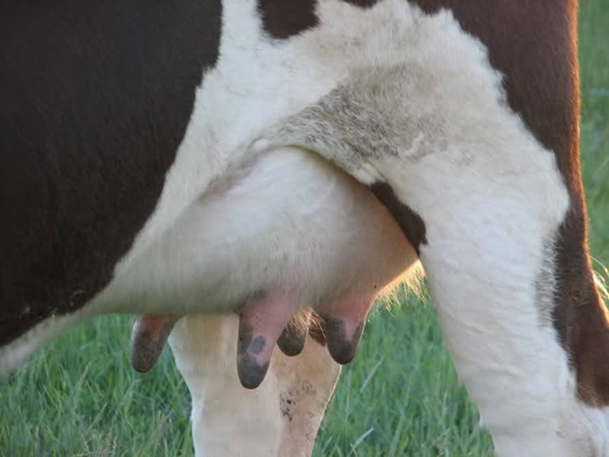 Коровья оспа: на вымени, как лечить, симптомы и профилактика