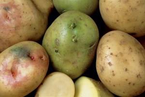 Как прорастить клубни картофеля к посадке - 4 способа стимулирования