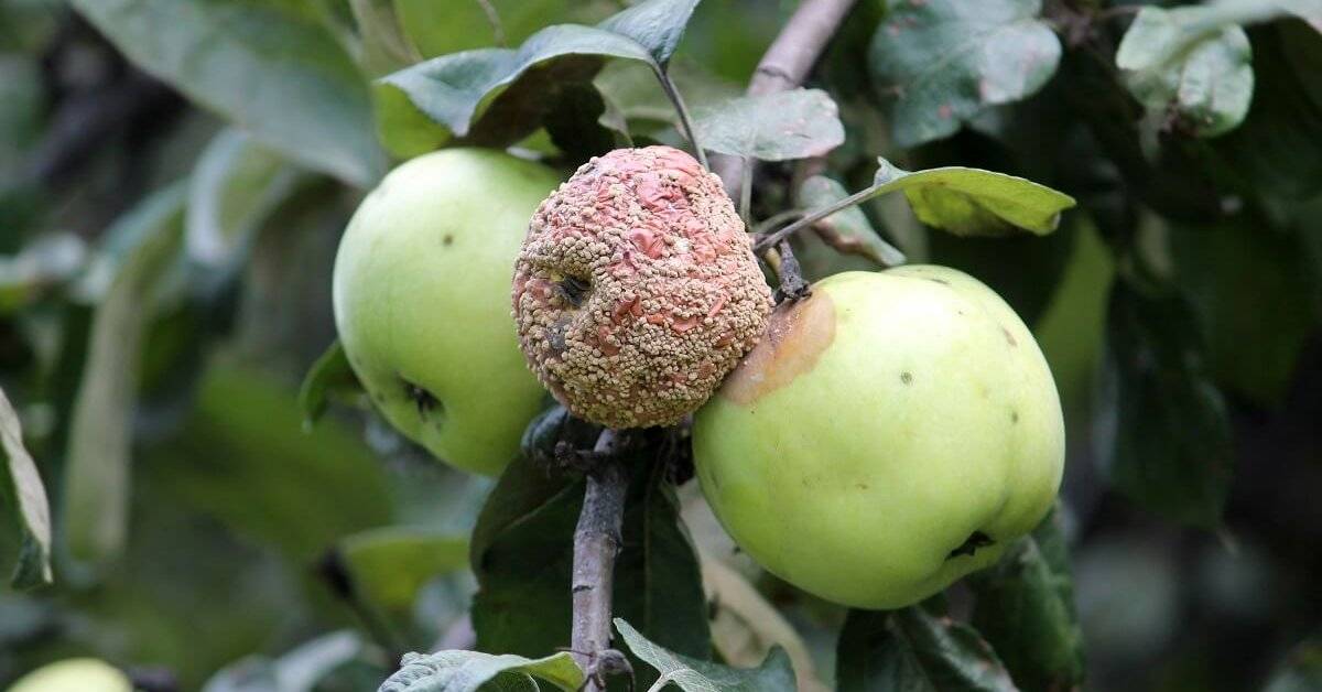 Вредители яблони и борьба с ними, болезни яблонь