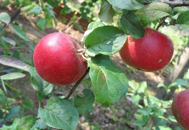 Секреты успешного выращивания яблони краса свердловска