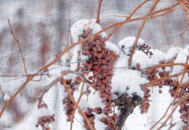 Как укрывать виноград на зиму осенью