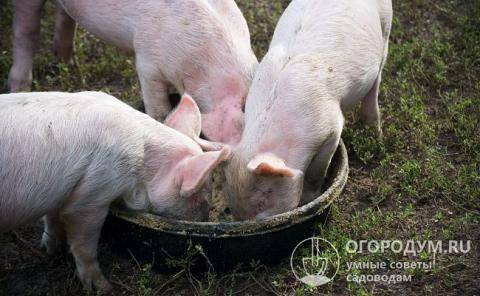 Кормовые дрожжи для свиней: свойства, виды, дозировка