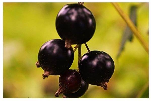 Чёрная смородина багира: описание сорта с характеристикой и отзывами, особенности посадки и выращивания и ухода, фото