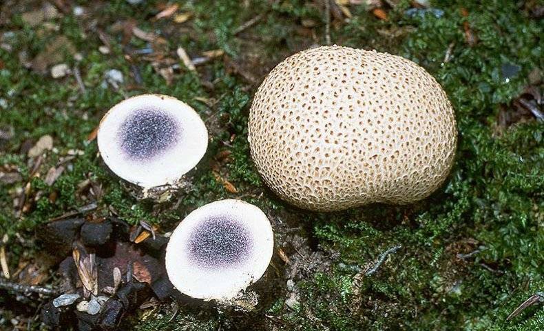 ✅ гриб гладыш: съедобный или нет, как принимать, полезные свойства и возможный вред от гриба, фото и описание - tehnoyug.com