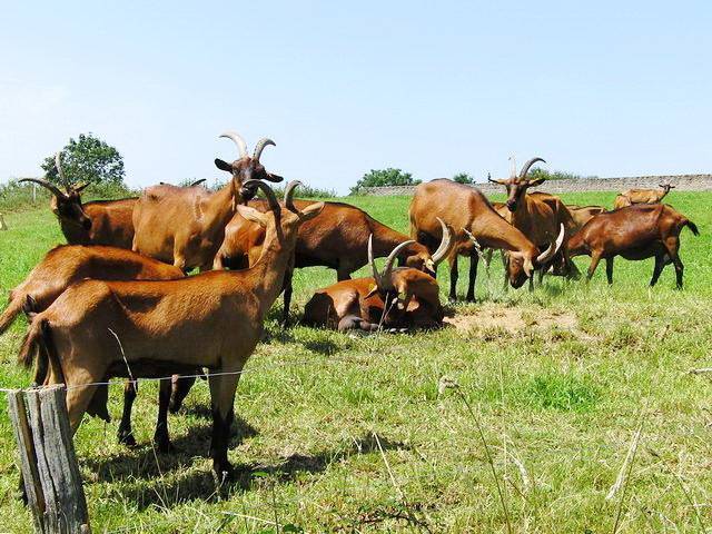 Молочные породы коз (54 фото): самые лучшие дойные породы без запаха, описание чешской и тоггенбургской коз, основные показатели удоев