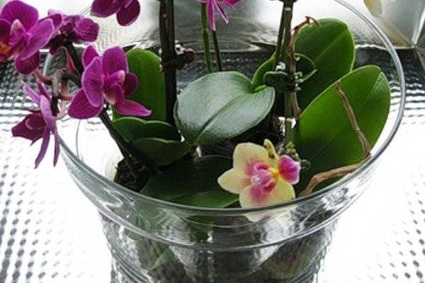 Советы, что делать, чтобы орхидея зацвела снова