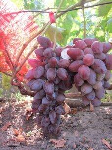 Виноград рубиновый юбилей описание сорта, фото, уход и выращивание