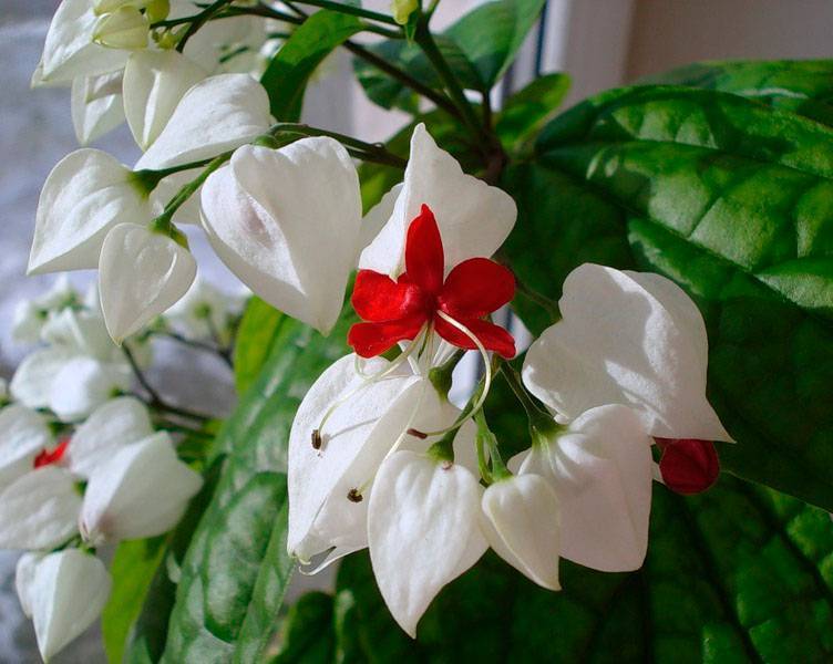 Необычное домашнее растение — клеродендрум прекраснейший! фото, особенности и уход