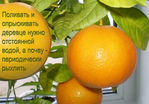 Калорийность апельсина и его бжу