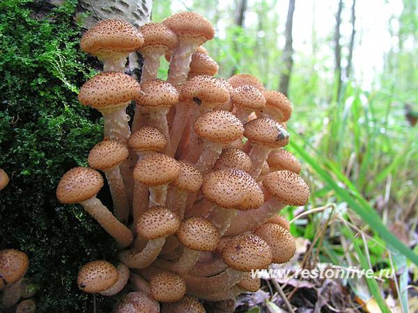 Где искать грибы в ленобласти в июле :: 
новости