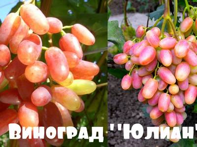 Виноград юлиан: топ советов по выращиванию сорта юлиан + фото