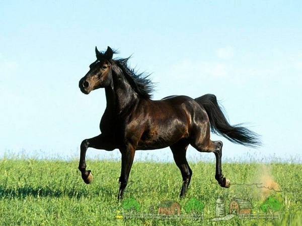 Дикая лошадь - самых лучших 76 фото скакунов особых пород