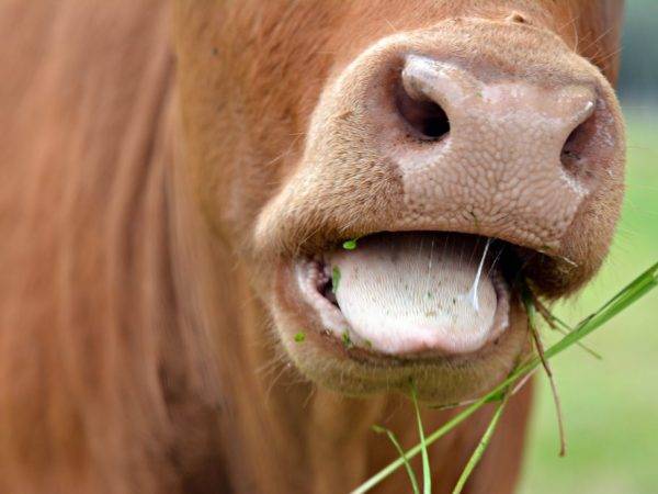 Глисты у коров и телят: симптомы и лечение, перечень препаратов