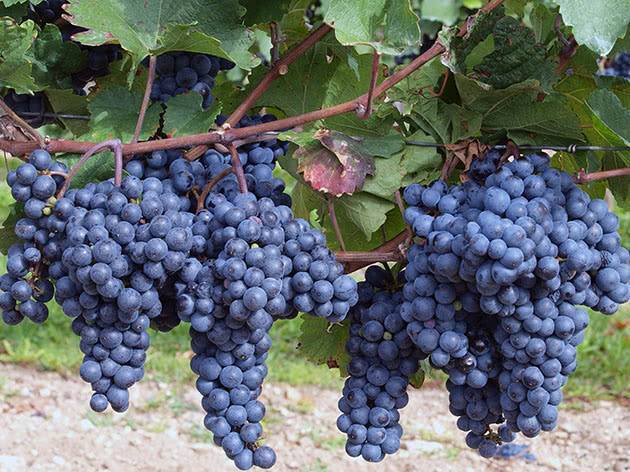 Изабелла виноград: описание сорта, польза и вред, калорийность, обрезка осенью, уход и выращивание