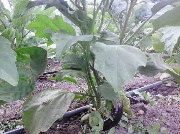 Баклажаны - уход и выращивание в теплице: полив и формирование кустов