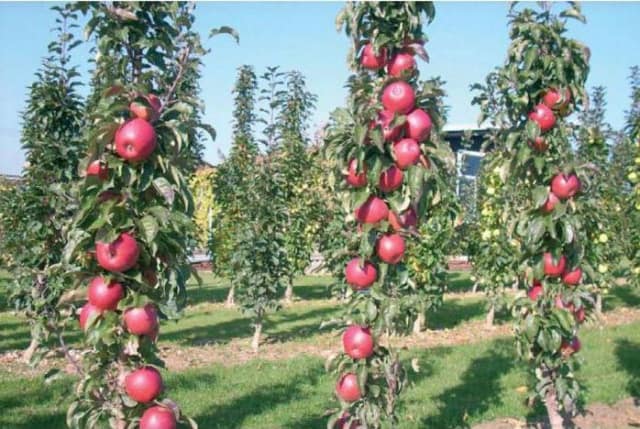 Яблоня для урала - сравнение сортов яблонь по разным признакам
