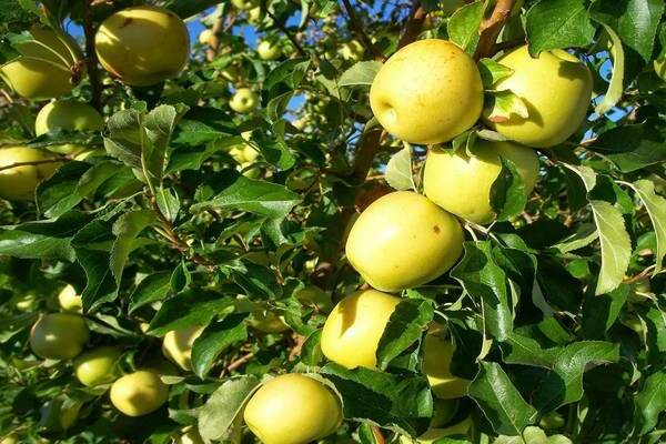 Яблоня “солнышко”: описание сорта, достоинства и недостатки