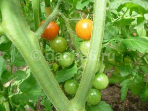 Стимулятор плодообразования томатон - сельская жизнь