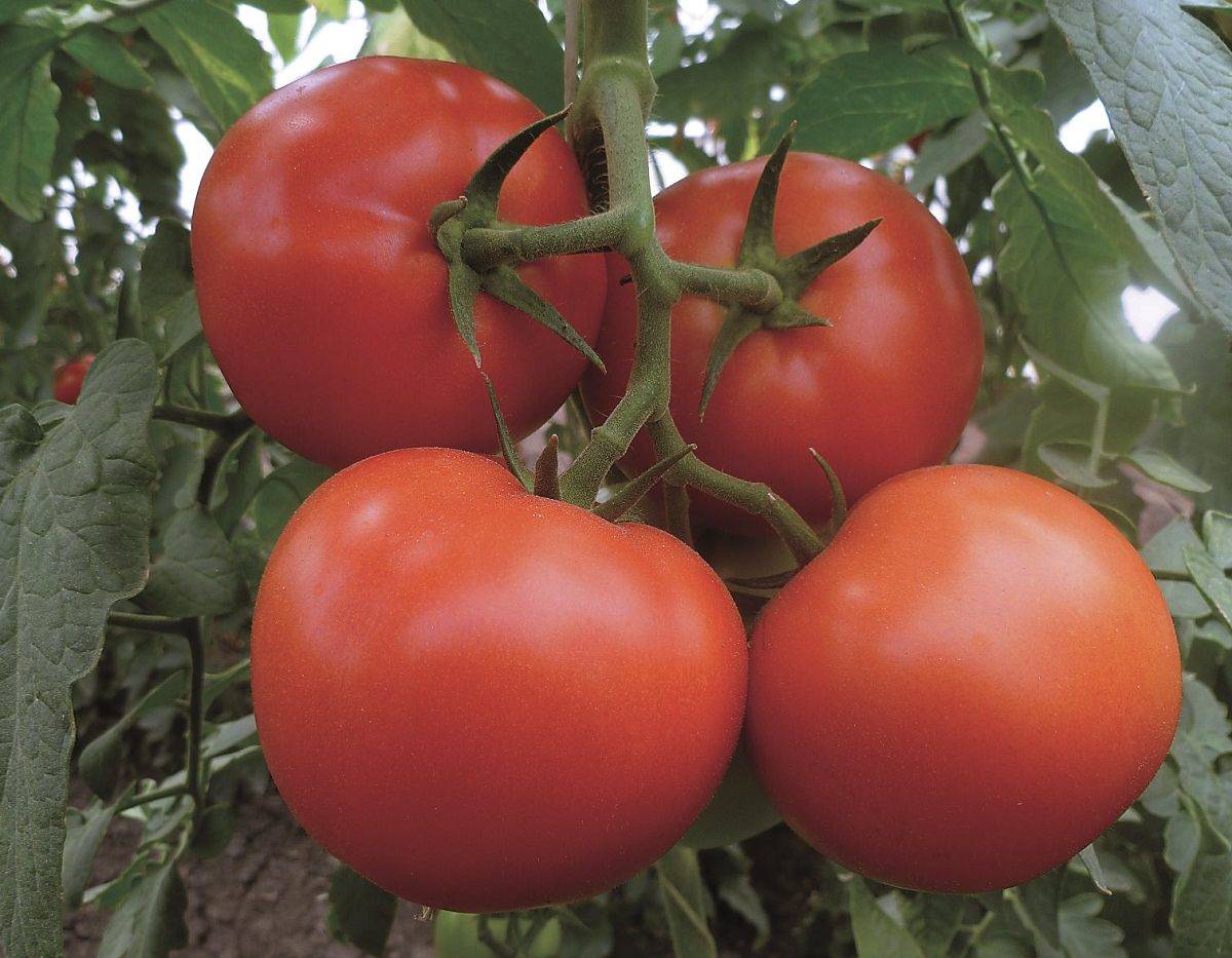 Томат махитос f1: описание и характеристики сорта, урожайность с фото