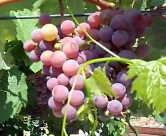 Виноград альфа: описание сорта, фото и отзывы