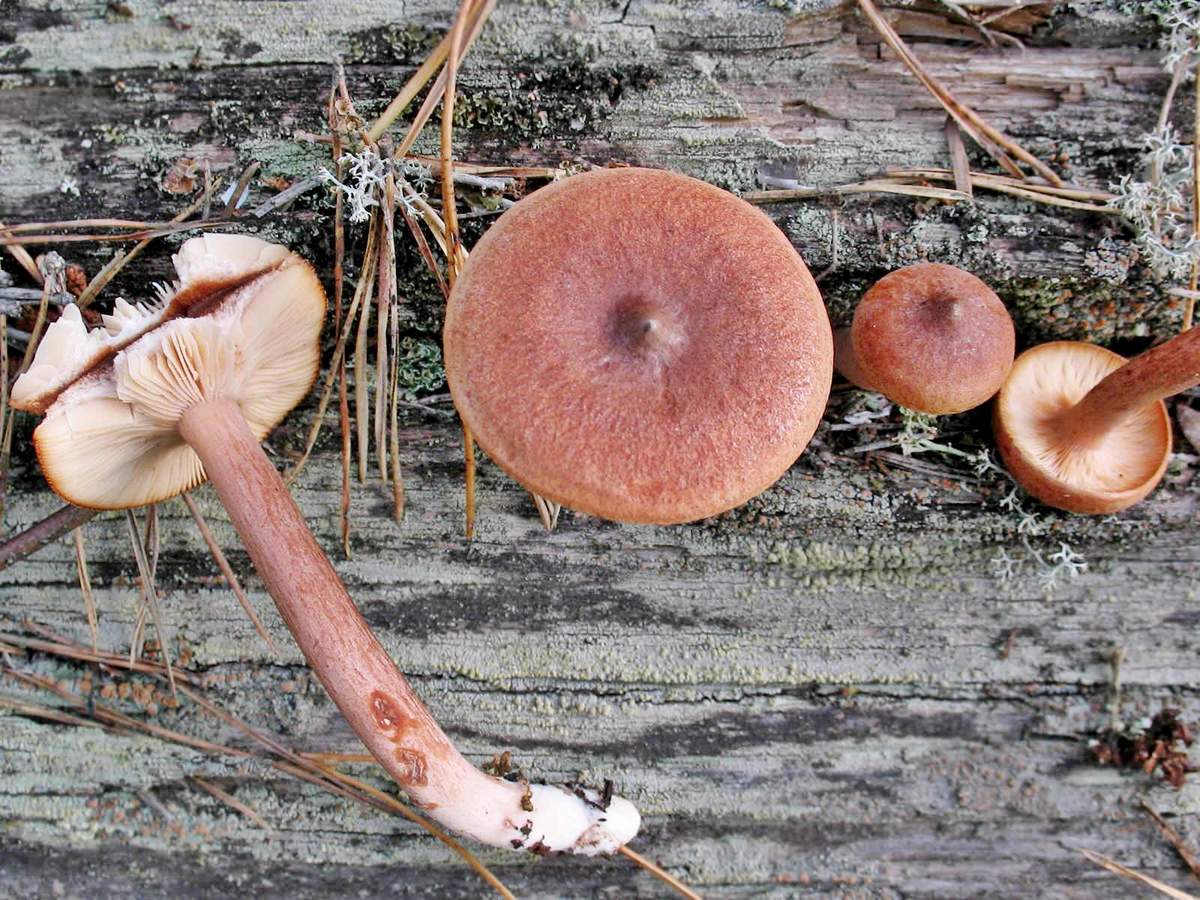 Горькушка (lactarius rufus) –  грибы сибири