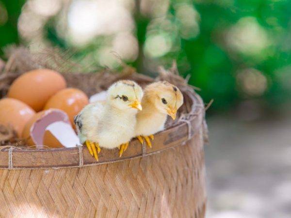 Сколько гусыня сидит на яйцах и почему она этого не делает