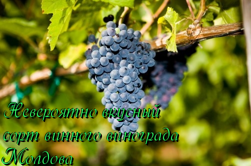 Виноград молдова