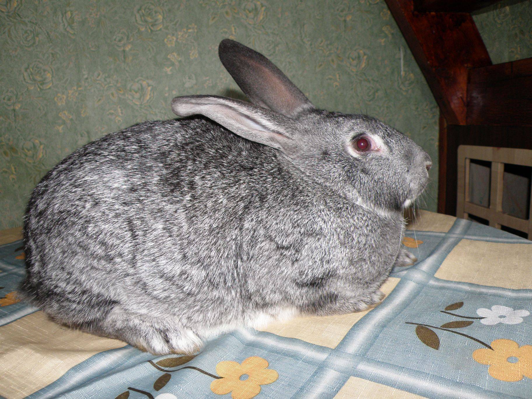 Кролик шиншилла (советская): описание и характеристика породы