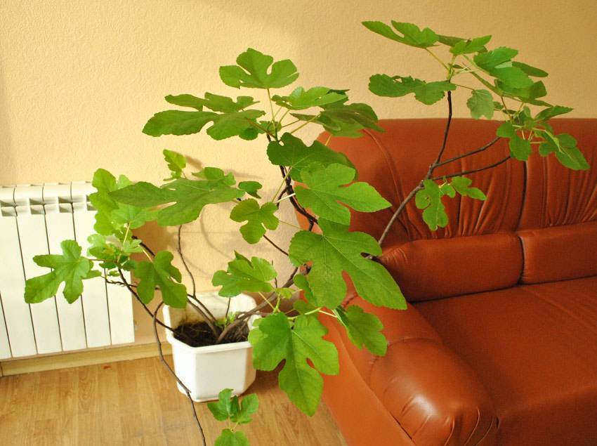 Дерево инжира в домашних условиях: особенности ухода и выращивания