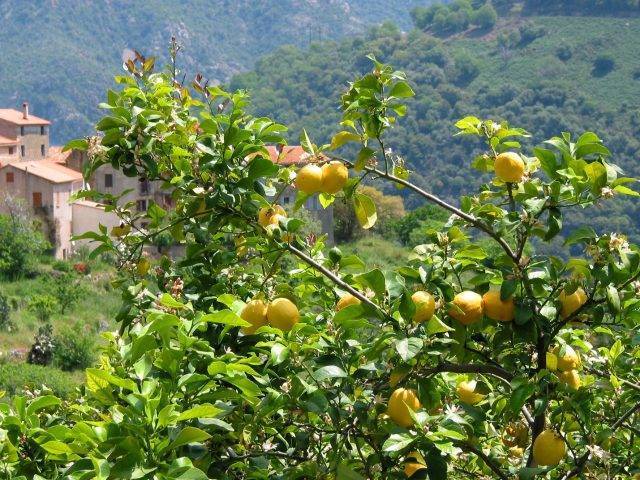 Все о лимоне — овощ это, ягода или фрукт