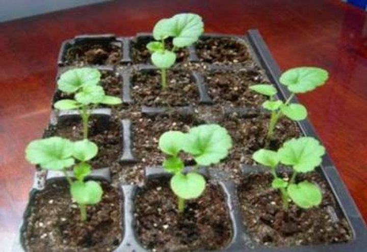 Размножение герани семенами. как выращивать цветок в домашних условиях?