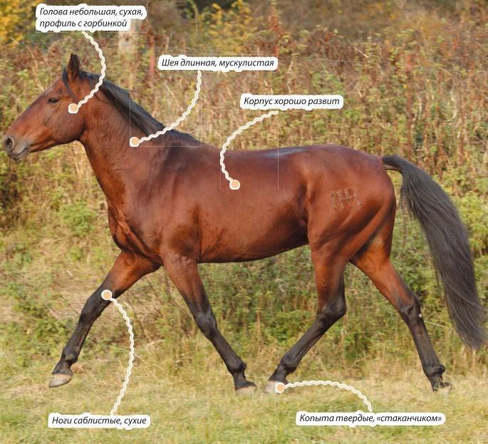Кабардинская порода лошадей — гордость кавказа