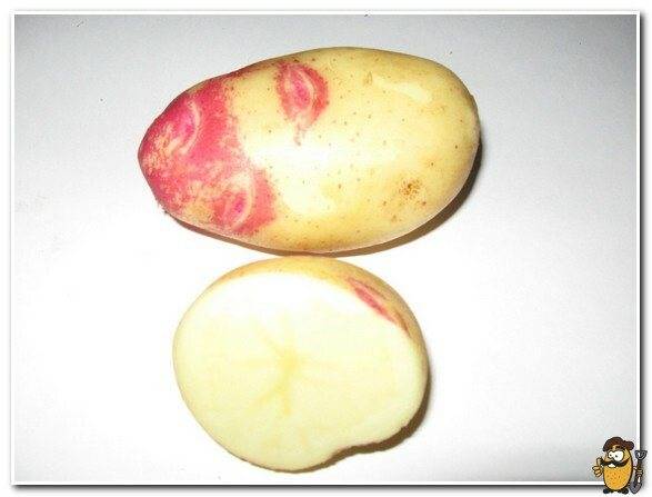 Картофель "джелли": описание и характеристики сорта