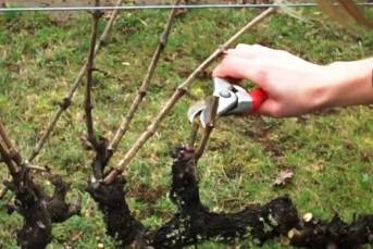 Обработка винограда осенью перед укрытием на зиму: чем опрыскивать?