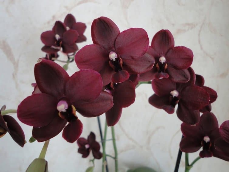 Черная орхидея: описание, виды и выращивание