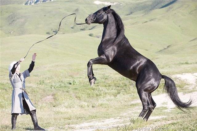Кабардинская порода лошадей: характеристика, масти, внешний вид, фото и описание