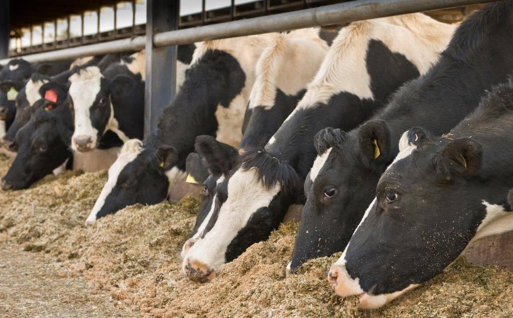 Кормление коров молочного направления: рацион высокопродуктивных и голштинских крс в стойловый период
