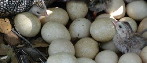 Яйца цесарок: состав, польза и вред, как хранить