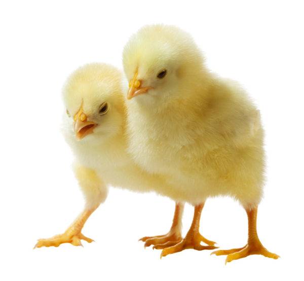 Выращивание цыплят: правильный уход в домашних условиях