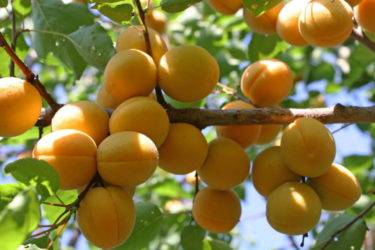 Опыление абрикоса: естественное, ручное, особенности, технология, лучшие самоплодные сорта, опылители для самобесплодных