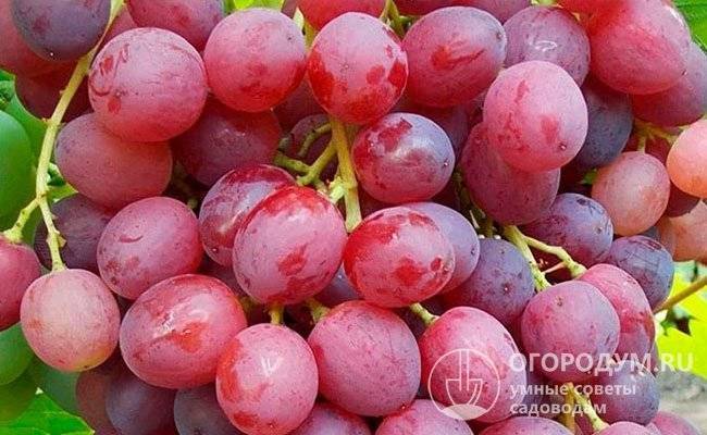 Виноград "велес": описание сорта, фото, отзывы