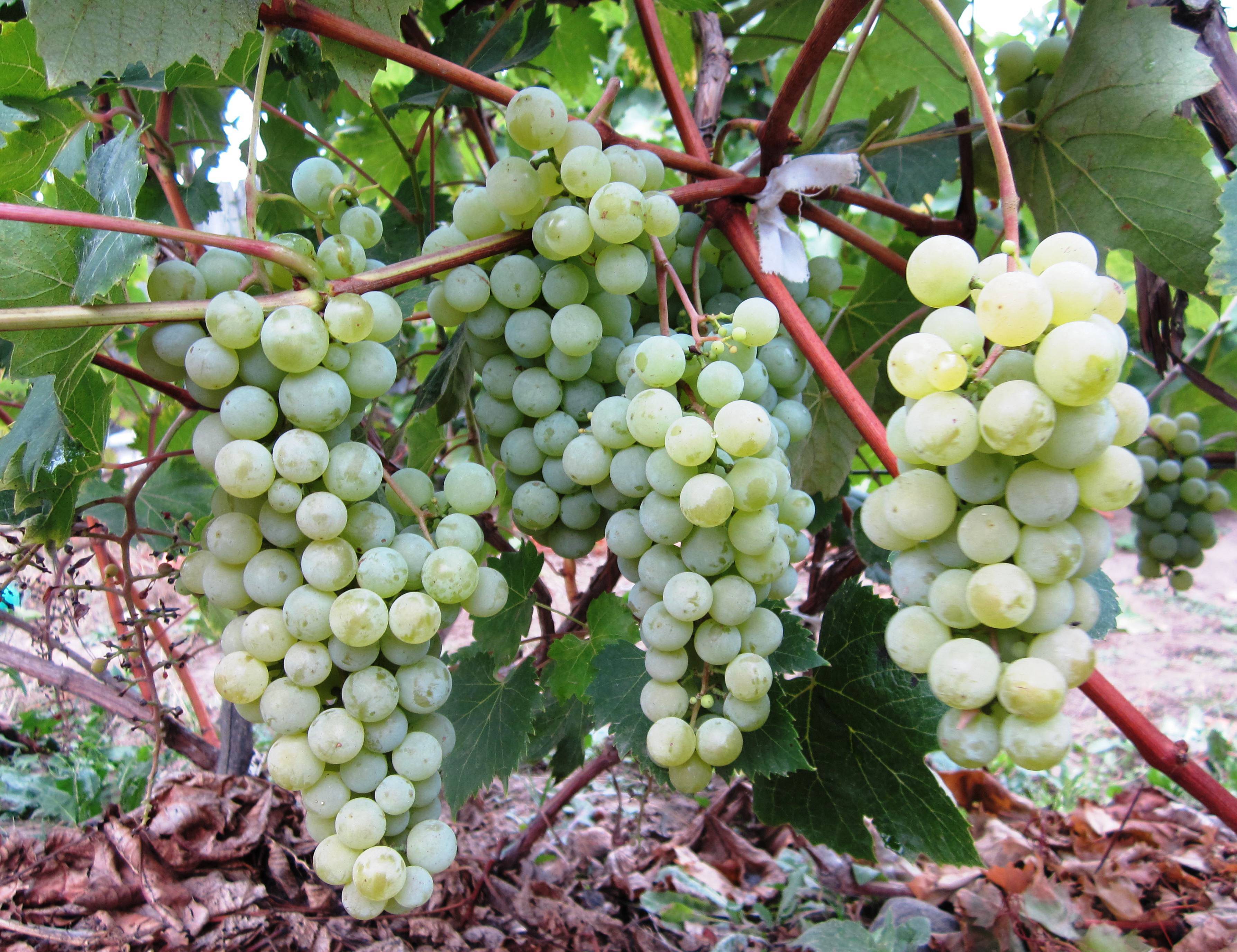 Виноград солярис: описание сорта, фото и отзывы садоводов - журнал "совхозик"