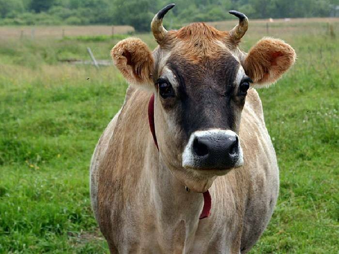 Костромская порода коров: история, принципы содержания и кормления