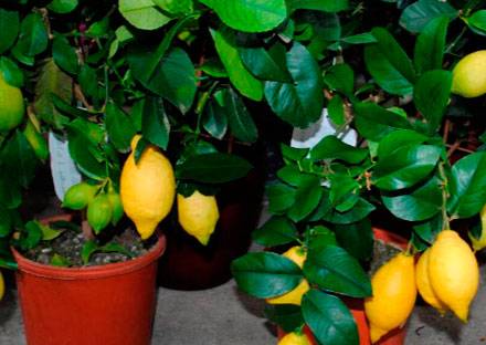 Комнатные лимоны (100+ фото): виды, уход, посадка и болезни