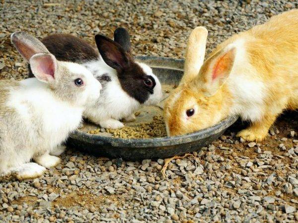 В каком возрасте и когда отсаживают крольчат от крольчихи или через сколько дней можно отсаживать: советы с видео
в каком возрасте и когда отсаживают крольчат от крольчихи или через сколько дней можно отсаживать: советы с видео