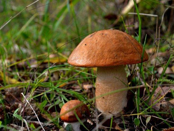 Грибы рядовки съедобные и ядовитые: как отличить? виды грибов рядовок: фото, описание