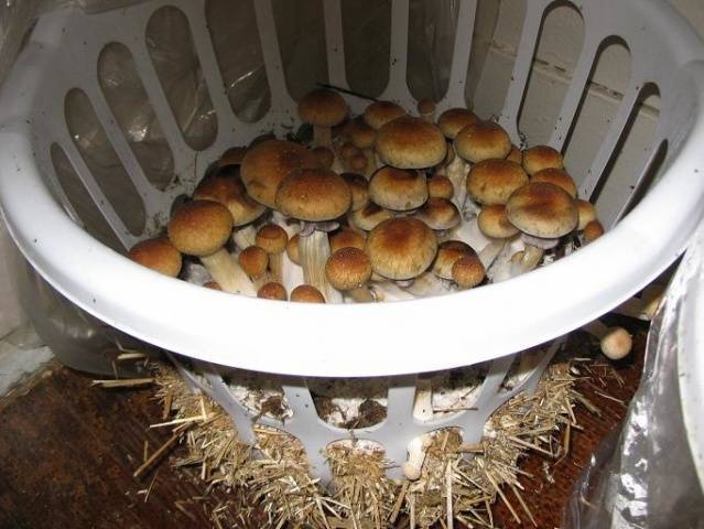 Выращивание грибов в домашних условиях для новичков: особенности и правила